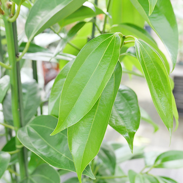 シナモン（セイロンニッケイ） 10号鉢 観葉植物と植木鉢の専門店