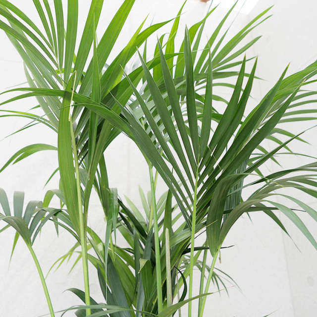 ケンチャヤシの葉