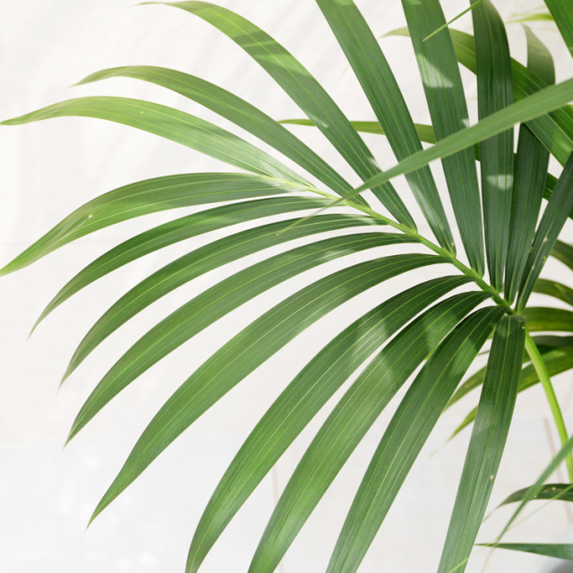 ケンチャヤシ 10号鉢 観葉植物と植木鉢の専門店cocolate（ココレート）
