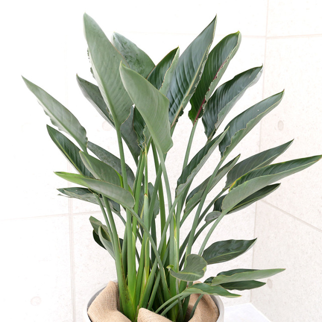 ストレチア・レギネ 10号鉢 観葉植物と植木鉢の専門店cocolate