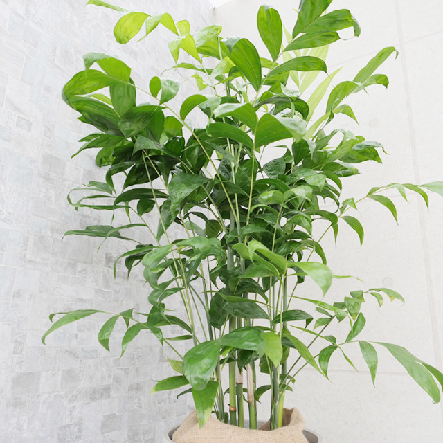 コウセイチャメドレアの葉