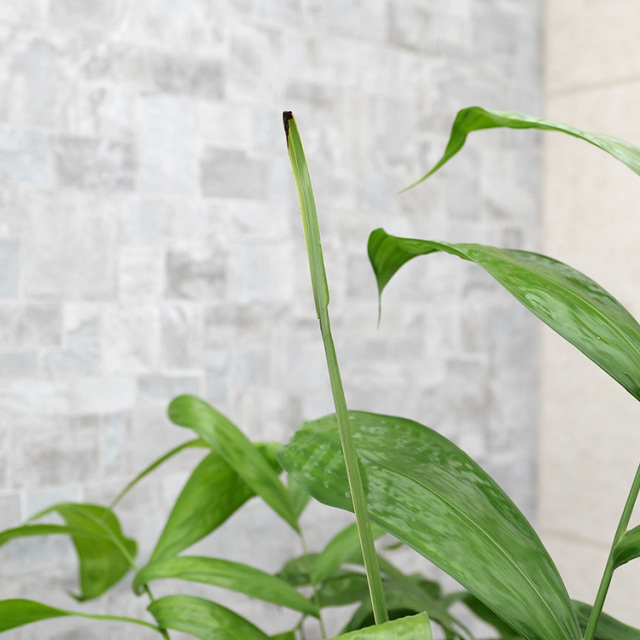 コウセイチャメドレアの葉