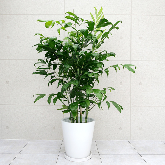 コウセイチャメドレア　10号鉢