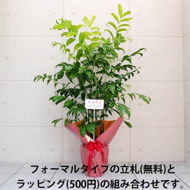 コウセイチャメドレア　10号鉢に立札とラッピングをした写真