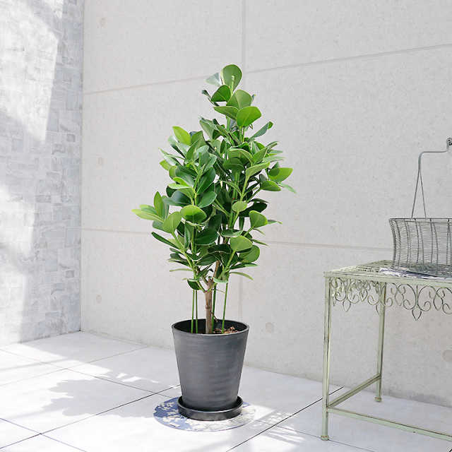 クルシア ロゼア プリンセス 8号セラート鉢 観葉植物と植木鉢の専門店cocolate クルシア ロゼア プリンセス 8号セラート鉢 観葉植物と植木鉢の専門店cocolate