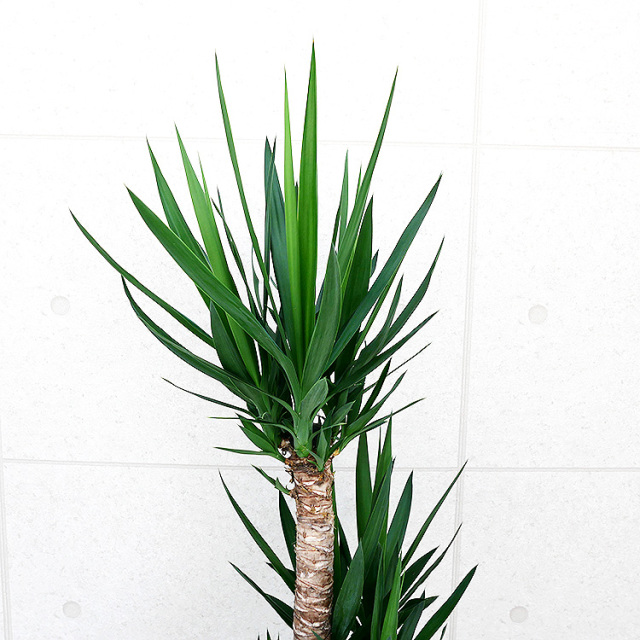 ユッカ(青年の木)　10号鉢　葉の写真