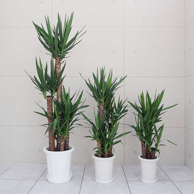 ユッカ(青年の木)　サイズの比較