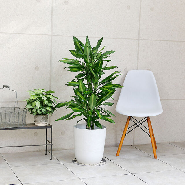 ドラセナ・ジュレ 8号鉢 観葉植物と植木鉢の専門店cocolate（ココレート）