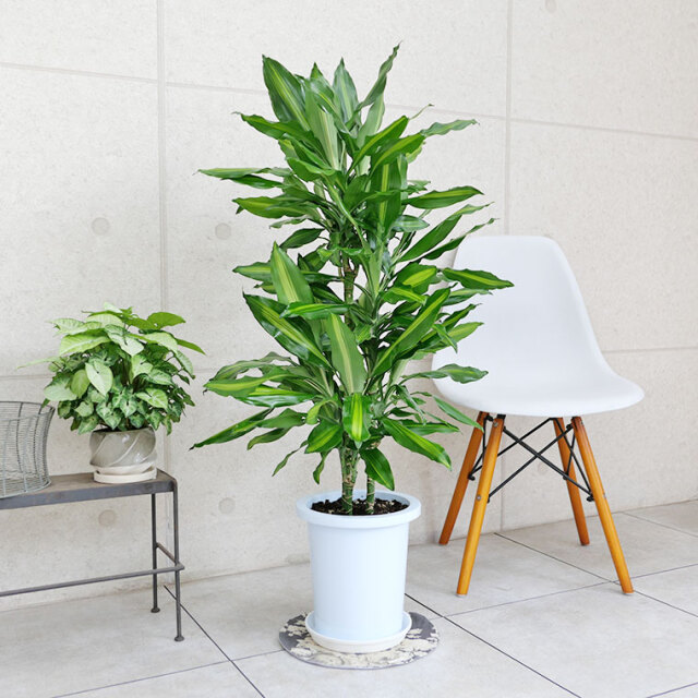 ドラセナ・ジュレ 8号鉢 観葉植物と植木鉢の専門店cocolate（ココレート）