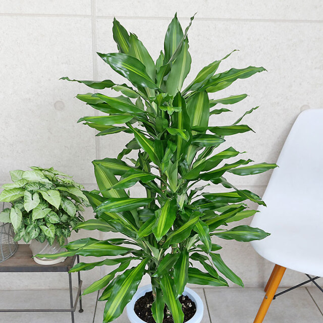 シュトラ 7枚セット シュトラ 7枚セット シュトラ 4枚セット シュトラ 4枚セット 適合製品