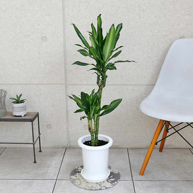 ドラセナ・ジュレ 7号鉢 観葉植物と植木鉢の専門店cocolate（ココレート）