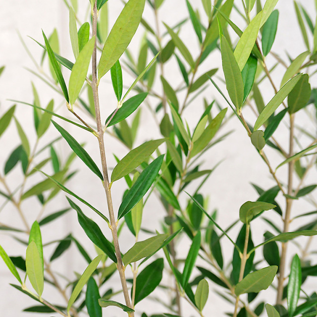 オリーブ・ヒナカゼ 5号スリット鉢 観葉植物と植木鉢の専門店