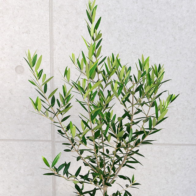 オリーブ・ヒナカゼ 5号スリット鉢 観葉植物と植木鉢の専門店cocolate