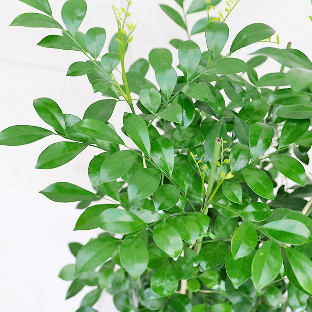 シルクジャスミン 8号鉢 観葉植物と植木鉢の専門店cocolate（ココレート）