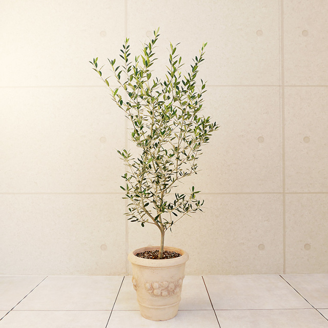 オリーブ エルグレコ 鉢植え ｌサイズ アンティコシリーズ モンテガロ 観葉植物と植木鉢の専門店cocolate