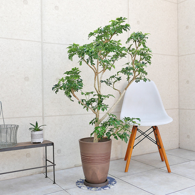 シェフレラ・レナータ（金魚葉ホンコン）-004 樹脂製鉢植え（11VH25