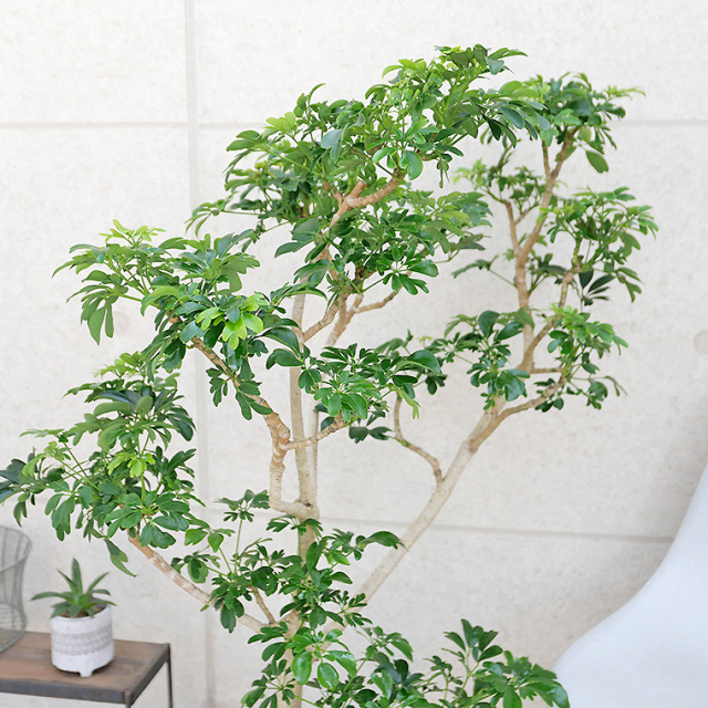 シェフレラ・レナータ（金魚葉ホンコン）-004 樹脂製鉢植え（11VH25