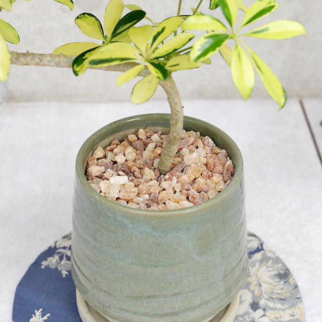 シェフレラ ハッピーイエロー 陶器鉢植え テビーシリーズ 観葉植物と植木鉢の専門店cocolate