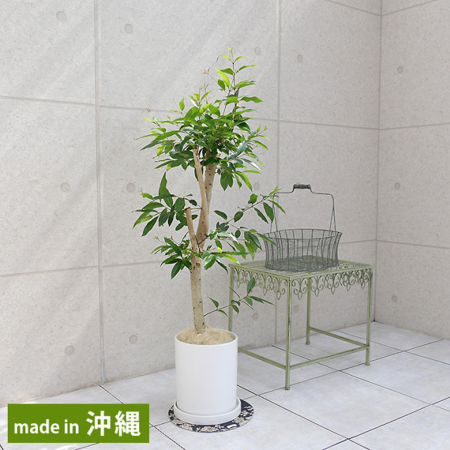 アマゾンオリーブ 陶器鉢植え Lサイズ マットシリーズ シリンダー 観葉植物と植木鉢の専門店cocolate アマゾンオリーブ 陶器鉢植え Lサイズ マットシリーズ シリンダー 観葉植物と植木鉢の専門店cocolate