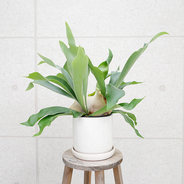 コウモリラン ネザーランド 陶器鉢付き 観葉植物と植木鉢の専門店cocolate
