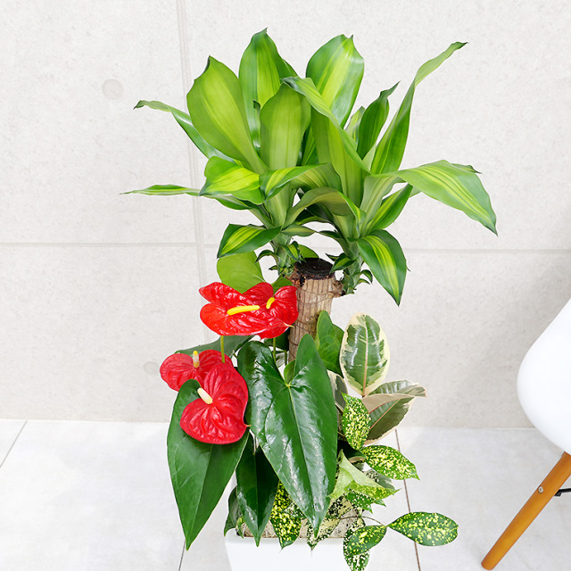 来春4月再販予定】ドラセナマッサン(幸福の木)の寄せ植え 陶器鉢植え