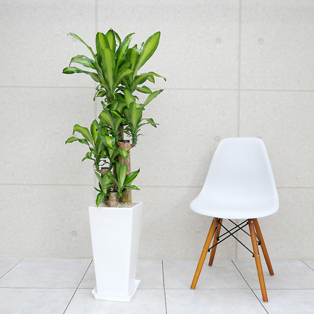 ドラセナマッサン(幸福の木)　陶器鉢植え・Lサイズ