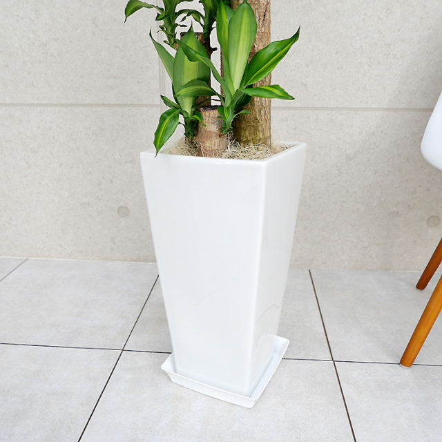 ドラセナマッサン(幸福の木)　陶器鉢の写真