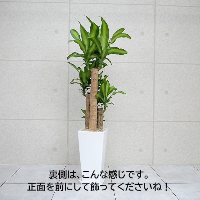 ドラセナマッサン(幸福の木)　陶器鉢植え・Lサイズ　裏の写真