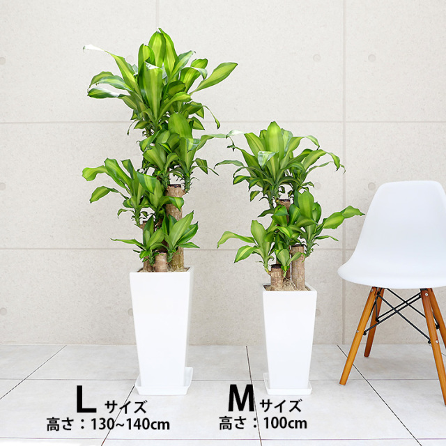 ドラセナマッサン 幸福の木 陶器鉢植え Lサイズ 観葉植物と植木鉢の専門店cocolate