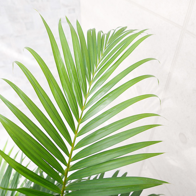 スーパーアレカヤシ 7号鉢 観葉植物と植木鉢の専門店cocolate