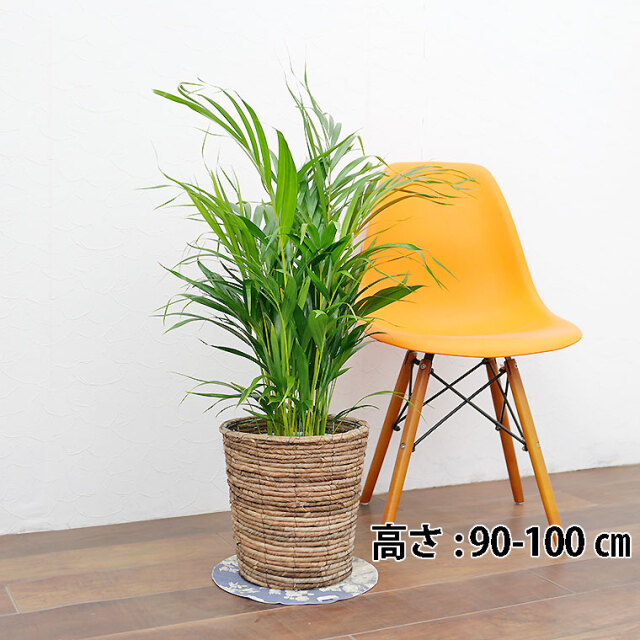 スーパーアレカヤシ 7号鉢 観葉植物と植木鉢の専門店cocolate