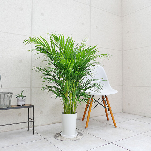スーパーアレカヤシ 7号鉢 観葉植物と植木鉢の専門店cocolate