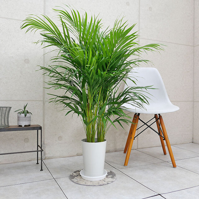 スーパーアレカヤシ 7号鉢 観葉植物と植木鉢の専門店cocolate