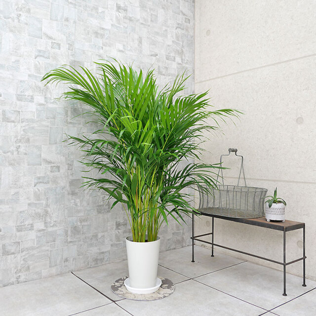 スーパーアレカヤシ 7号鉢 観葉植物と植木鉢の専門店cocolate