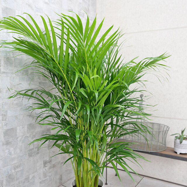 スーパーアレカヤシ 7号鉢 観葉植物と植木鉢の専門店cocolate
