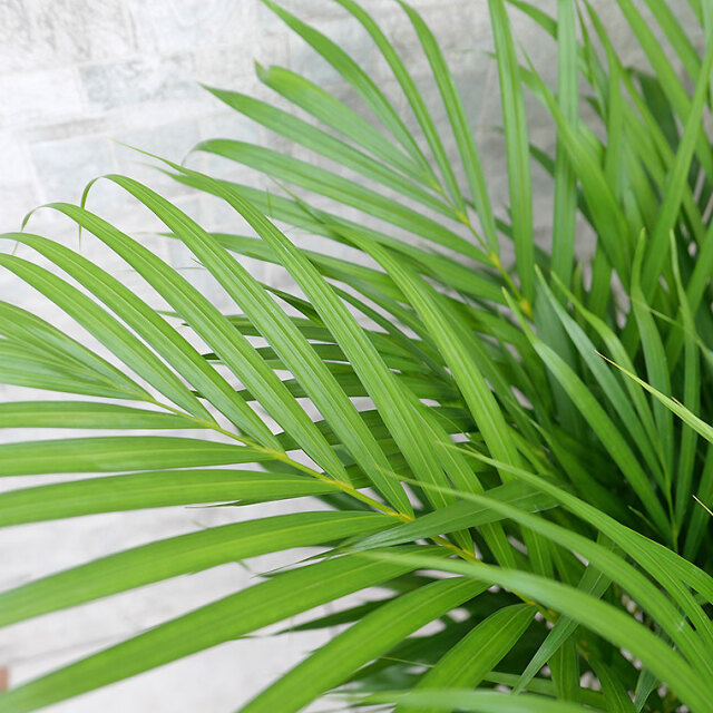 スーパーアレカヤシ　葉の写真