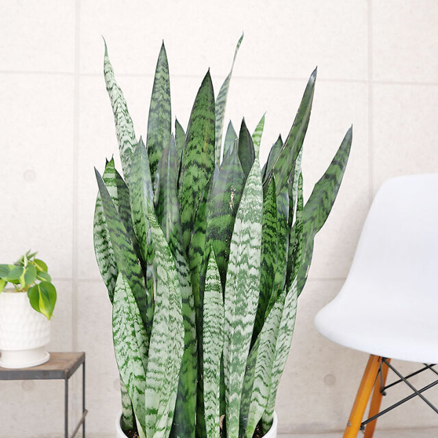 サンスベリア・ゼラニカ-001　10号鉢