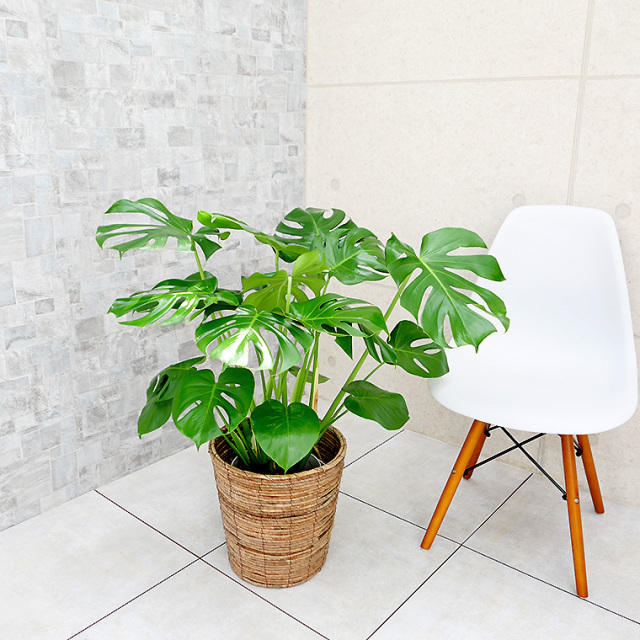 モンステラ　8号鉢