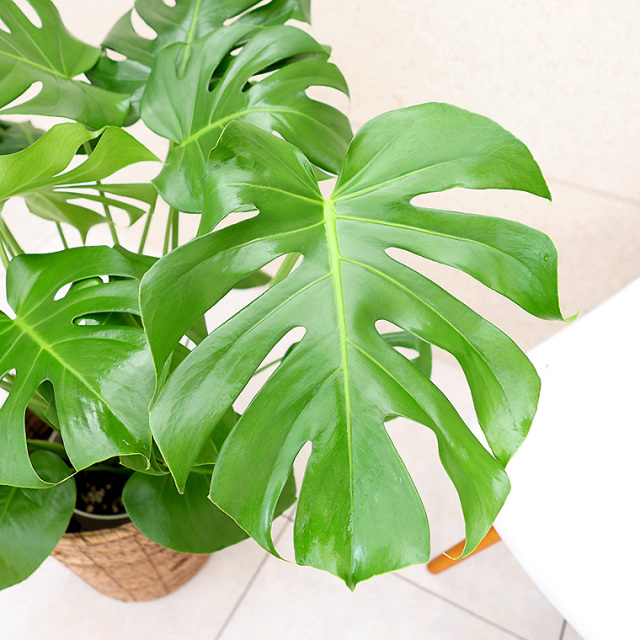 モンステラ 8号鉢 観葉植物と植木鉢の専門店cocolate（ココレート）