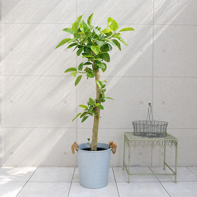 フィカス アルテシーマ 朴仕立て 10号鉢 観葉植物と植木鉢の専門店cocolate