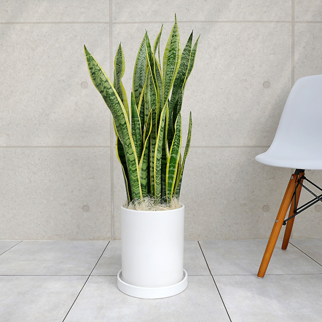 サンスベリア ローレンティー 陶器鉢植え mサイズ マットシリーズ シリンダー 観葉植物と植木鉢の専門店cocolate サンスベリア ローレンティー 陶器鉢植え mサイズ マットシリーズ シリンダー 観葉植物と植木鉢の専門店cocolate