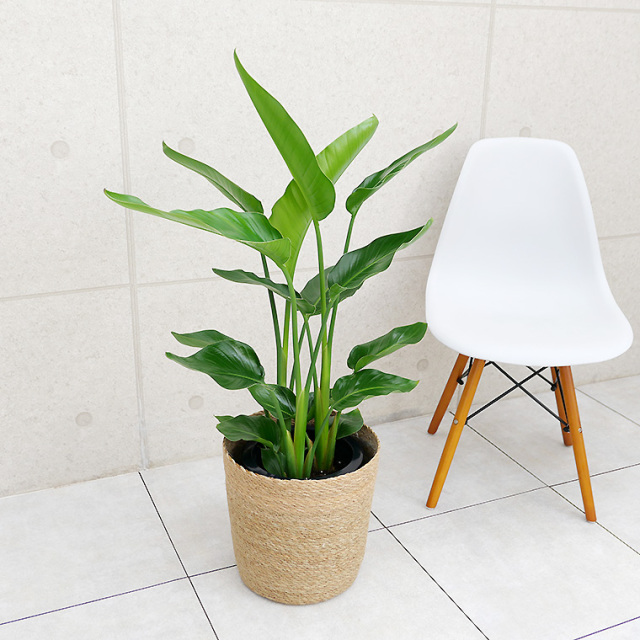 オーガスタ 8号鉢 観葉植物と植木鉢の専門店cocolate