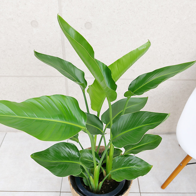 オーガスタ 8号鉢 観葉植物と植木鉢の専門店cocolate