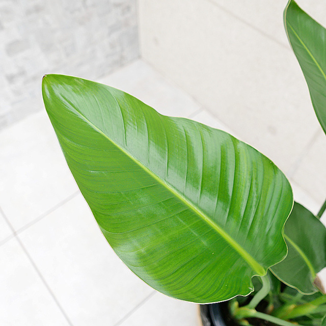 オーガスタ 8号鉢 観葉植物と植木鉢の専門店cocolate（ココレート）