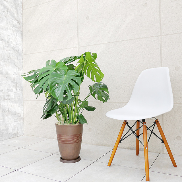 モンステラ モンステラ 樹脂製鉢植え（11VH25） 観葉植物と植木鉢の専門店