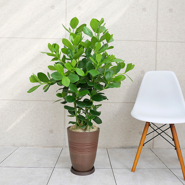 クルシア 観葉植物と植木鉢の専門店cocolate（ココレート）