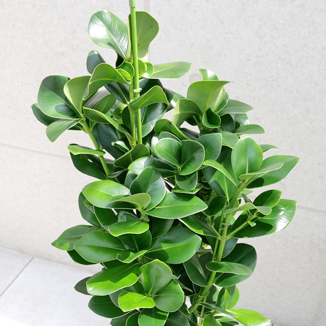 クルシア・ロゼア“プリンセス”　樹脂製鉢植え（11VH25）