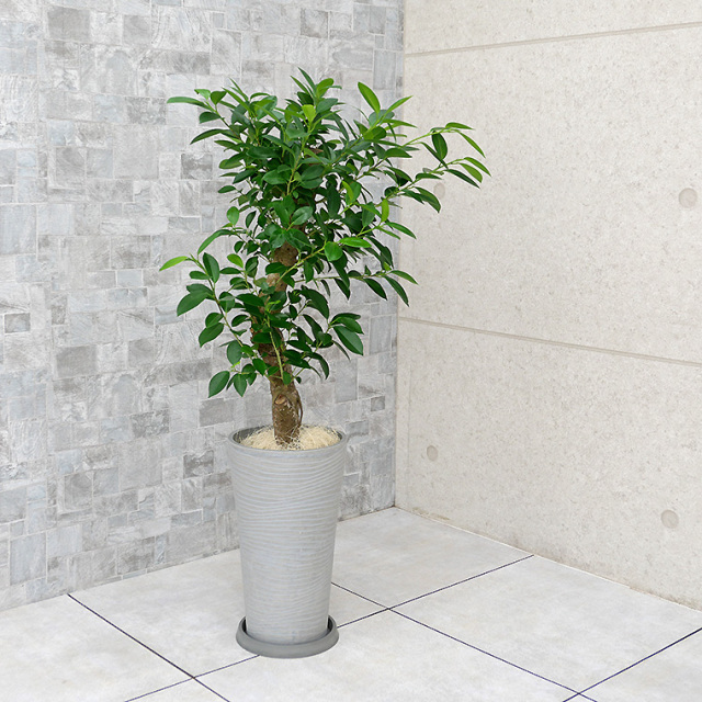 ガジュマル 樹脂製鉢植え（12AH22） 観葉植物と植木鉢の専門店cocolate