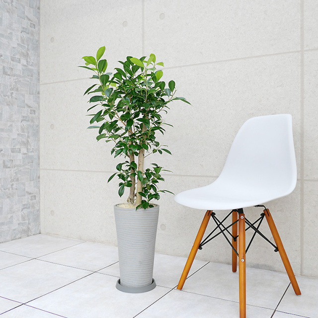 ガジュマル 樹脂製鉢植え（12AH22） 観葉植物と植木鉢の専門店cocolate