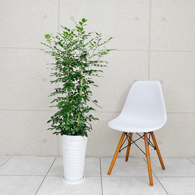 ブルージャスミンのおしゃれな鉢植え大型・スタンド付★ LAURA ASHLEY鉢 シルクジャスミン 樹脂製鉢植え（12AH22） 観葉植物と植木鉢の専門店